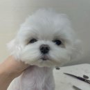꽃다비펫 네이버블로그