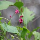 하천리-9 이미지