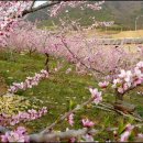 복사꽃피는마을 이미지