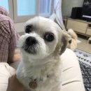 모찌누나
