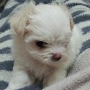 애견세상 이미지