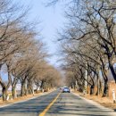 금강로 가로수길 이미지