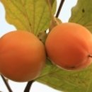 명품농장 이미지