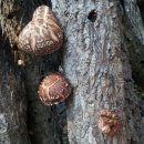 한가족농장 이미지