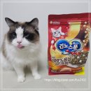 하얀스푼 | 편식쟁이 냥이의 선택, 긴노스푼 건식사료 후기