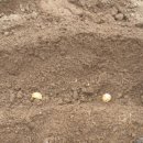 고일농장 이미지