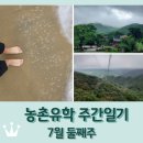 율포초등학교 | 보성 농촌유학 주간일기 7월 둘째주 / 율포, 순천, 해남...^^