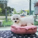 아리스타펫호텔 이미지