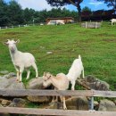 병산목장 이미지