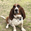 하운드펫 이미지