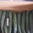 맛있는구례오이 (취청)당뇨ㆍ다이어트에 열량이낮으니~~(말린표고와합포장가능) 이미지
