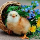 사랑축사 이미지