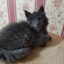 의정부강아지분양 고양이분양 마이펫브로 의정부점 | 의정부 가능동 고양이분양샵 마이펫브로의정부점 방문 후기: 따뜻한 마음과 신뢰가 느껴지는 곳