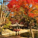 비원PC | 서울단풍 명소 가을 창덕궁 후원 입장 예약 꿀팁 실시간