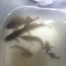 시화힐링낚시터 이미지