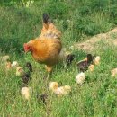 병아리소풍 이미지