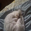 나무 206 | [지금은 헌혈 중]206번째 콕콕 - 혈소판을 빌려드립니다🏛