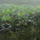 영천 연정 고택 이미지