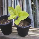 황금종1 이미지