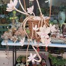 호야네 다육이 이미지