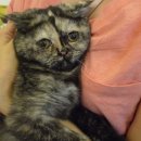 하늬동물병원 이미지