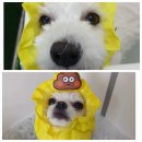 댕댕이 이쁘개 | 전주애견 중화산동 당일미용ㆍ크리스마스 이벤트