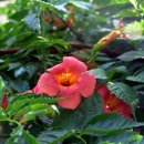 늑천정 옆 이미지