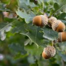 산야초-도토리 이미지