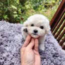 베리독 강아지고양이 평택본점 이미지