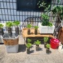 제이예스마트 | 옥상 텃밭 40일 성장 기록 🌿 오이·방울토마토·고추·상추 병충해 없이 키우는 비결 | 글로벌아그로...