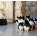 네로는 검은고양이 이미지