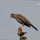 자매코다리