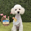 행복펫 애견미용실 이미지