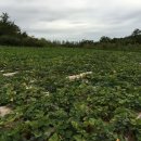 영림목장 이미지