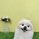 리얼독살롱