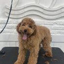 너랑나랑 행복하개 이미지