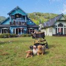 앤드퍼피 이미지