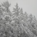 설피한우 이미지