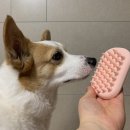 다온그루밍 이미지