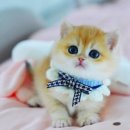 고양이카페 아이캣유 이미지