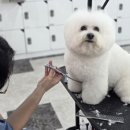 펫미용 티스토리
