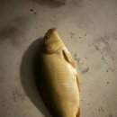 오궁낚시터 이미지