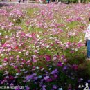 코스모스 민박 이미지