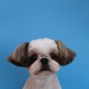 힐스 펫살롱 이미지