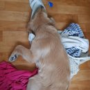 애틋하개 이미지