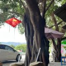 현지목장 | 나트랑여행, 판랑투어 현지택시투어 양떼목장🐑🐏