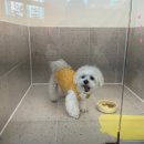 댓츠댕댕스쿨 이미지