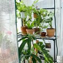 미니하우스 | [내돈내산] 베란다 식물월동 미니온실 조립식비닐하우스 사용 후기