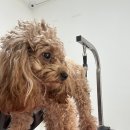 멍키매직 이미지