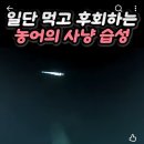 농어의 사냥 습성 이미지